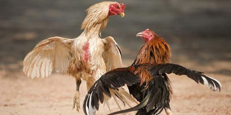 Các cách để theo dõi trọn vẹn đá gà cựa sắt 