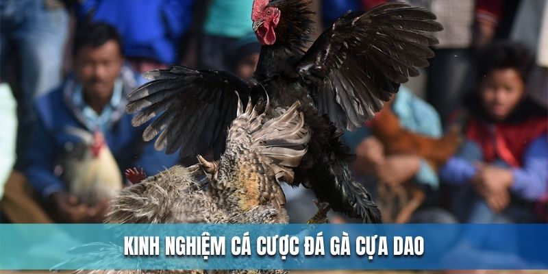 Kinh nghiệm vàng cho kê thủ khi chơi đá gà cựa dao